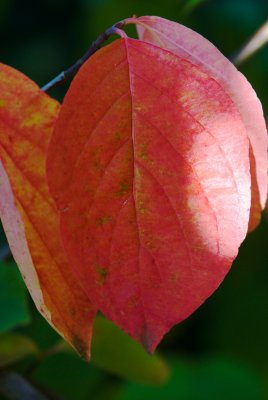 Cornus nuttallii 'Ascona' - dřín Nuttallův - list podzim